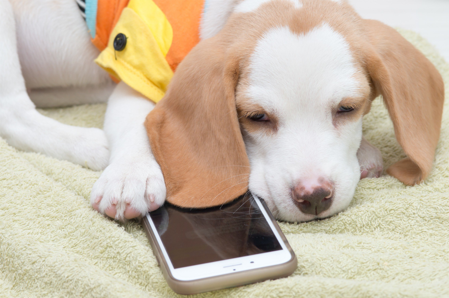 dog-lying-next-to-cellphone