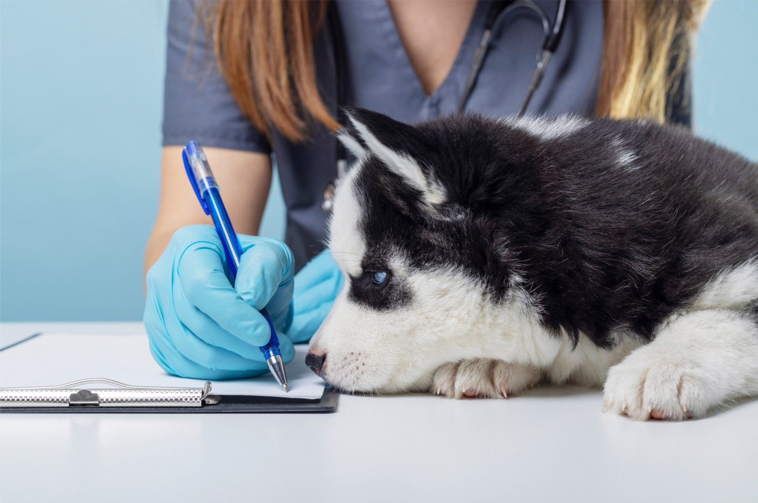 dog-next-to-veterinary